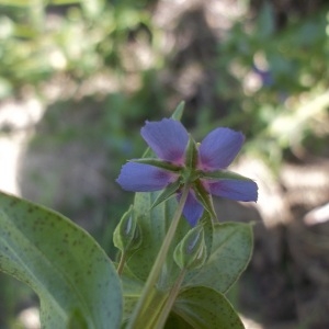  - Anagallis caerulea L. [1759]