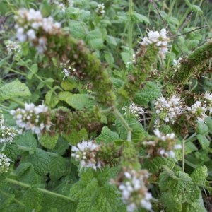 Photographie n°196170 du taxon Mentha suaveolens Ehrh.