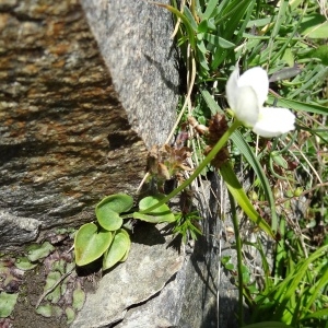 Photographie n°196213 du taxon Parnassia palustris L.