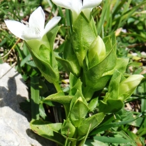 Photographie n°196229 du taxon Gentianella campestris f. hypericifolia (Murb.) B.Bock [2012]