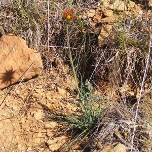  - Tragopogon crocifolius L. [1759]