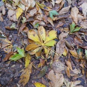 Photographie n°196277 du taxon Aesculus hippocastanum L. [1753]