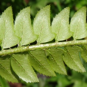 Photographie n°196282 du taxon Polystichum lonchitis (L.) Roth [1799]