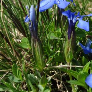 Photographie n°196283 du taxon Gentiana verna subsp. verna