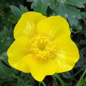 Ranunculus montanus subsp. gouanii (Willd.) H.Marcailhou & Marcailhou (Renoncule de Gouan)