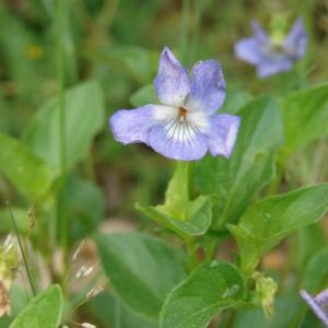 Photographie n°196325 du taxon Viola canina L. [1753]