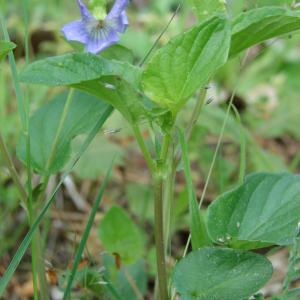 Photographie n°196327 du taxon Viola canina L. [1753]