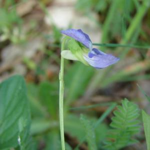 Photographie n°196328 du taxon Viola canina L. [1753]