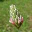  Paul Fabre - Trifolium incarnatum var. molinerii (Balb. ex Hornem.) Ser. [1815]