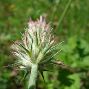  - Trifolium incarnatum var. molinerii (Balb. ex Hornem.) Ser. [1815]