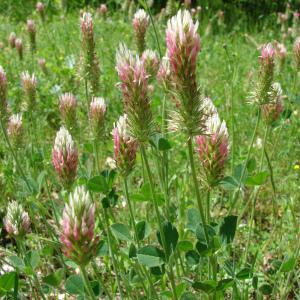  - Trifolium incarnatum var. molinerii (Balb. ex Hornem.) Ser. [1815]