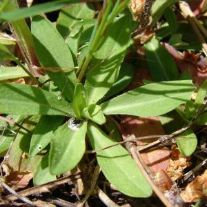 Photographie n°196341 du taxon Lychnis flos-cuculi L. [1753]