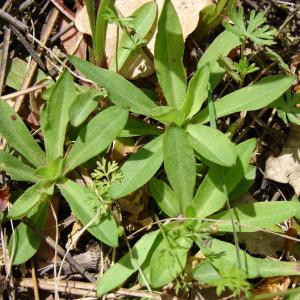 Photographie n°196342 du taxon Lychnis flos-cuculi L. [1753]