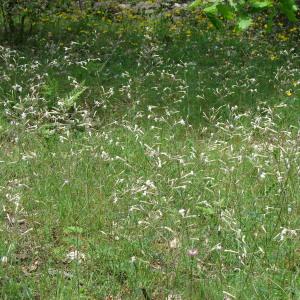 Photographie n°196344 du taxon Silene italica (L.) Pers. [1805]