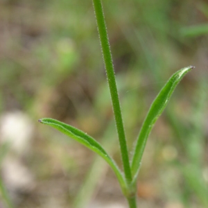 Photographie n°196347 du taxon Silene italica (L.) Pers. [1805]