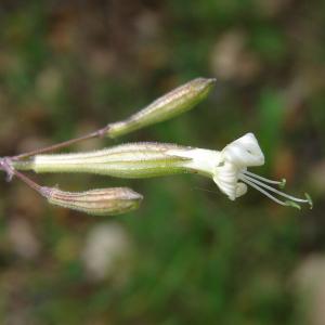 Photographie n°196348 du taxon Silene italica (L.) Pers. [1805]