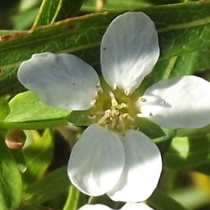 Spiraea thunbergii Siebold ex Blume (Spirée de Thunberg)