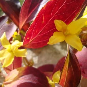 Rangium suspensum (Thunb.) Ohwi (Forsythia pleureur)