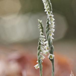 Photographie n°196367 du taxon Spiranthes spiralis (L.) Chevall. [1827]