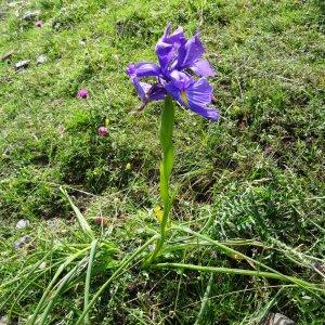 Photographie n°196375 du taxon Iris latifolia (Mill.) Voss [1895]