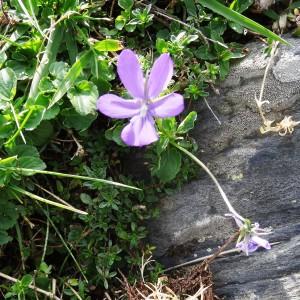 Photographie n°196379 du taxon Viola cornuta L. [1763]