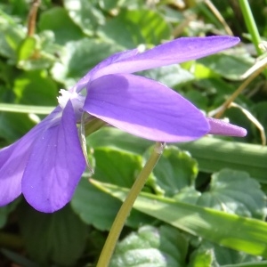 Photographie n°196380 du taxon Viola cornuta L. [1763]