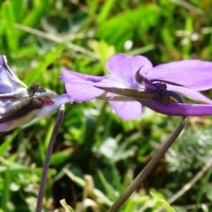 Photographie n°196382 du taxon Viola cornuta L. [1763]