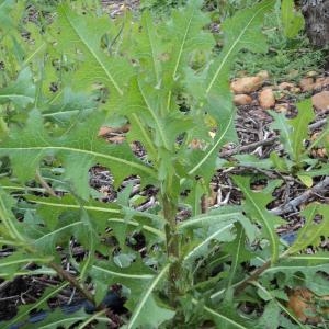 Photographie n°196429 du taxon Lactuca serriola L. [1756]