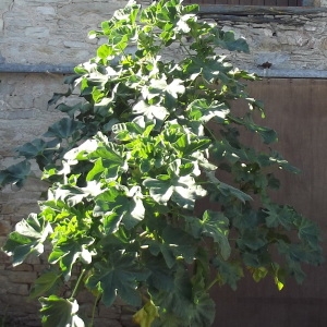 Photographie n°196430 du taxon Lavatera arborea L. [1753]