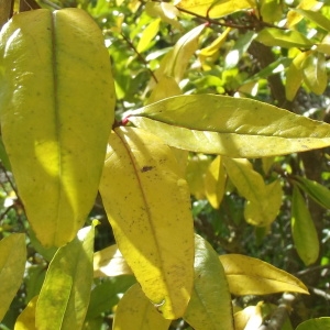 Photographie n°196431 du taxon Punica granatum L. [1753]