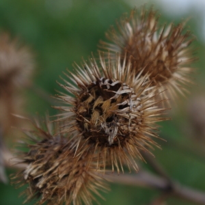  - Arctium lappa L. [1753]