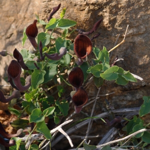 Photographie n°196462 du taxon Aristolochia baetica L. [1753]