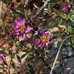 Photographie n°196470 du taxon Fagonia cretica L. [1753]