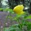  Alain Bigou - Meconopsis cambrica (L.) Vig.