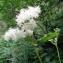  Alain Bigou - Filipendula ulmaria var. ulmaria