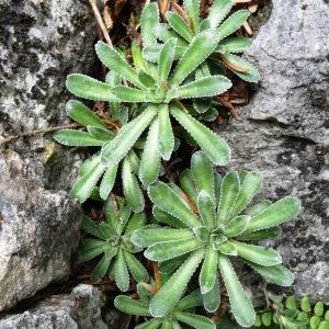  - Saxifraga cotyledon L. [1753]