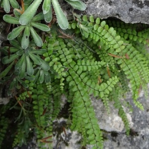 Photographie n°196498 du taxon Asplenium trichomanes subsp. trichomanes