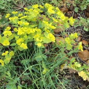 Photographie n°196505 du taxon Euphorbia serrata L.