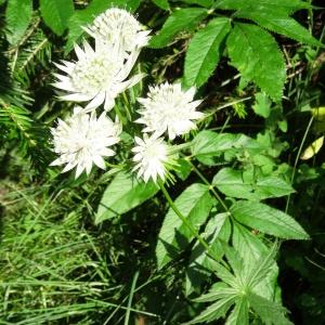 Photographie n°196538 du taxon Astrantia major L.