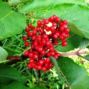 Photographie n°196542 du taxon Sambucus racemosa L.