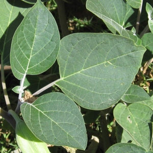 Photographie n°196556 du taxon Datura wrightii Regel [1859]