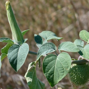  - Datura wrightii Regel [1859]