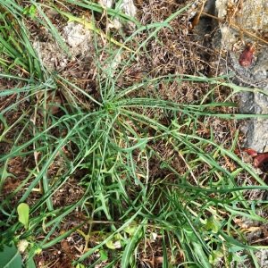  - Lactuca viminea subsp. chondrilliflora (Boreau) Bonnier [1923]