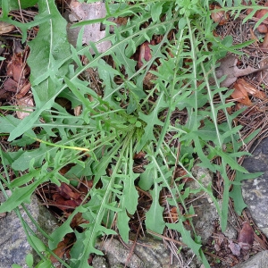  - Lactuca viminea subsp. chondrilliflora (Boreau) Bonnier [1923]