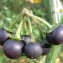  Bertrand BUI - Solanum chenopodioides Lam. [1794]