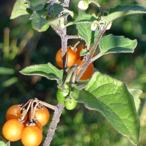  - Solanum villosum Mill. [1768]