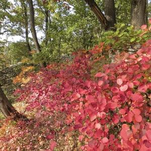  - Cotinus coggygria Scop. [1771]