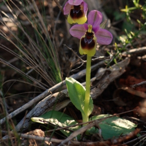 Photographie n°196587 du taxon Ophrys tenthredinifera Willd. [1805]