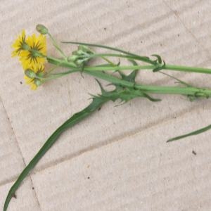  - Crepis capillaris (L.) Wallr. [1840]