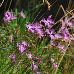 Photographie n°196602 du taxon Dianthus hyssopifolius L.